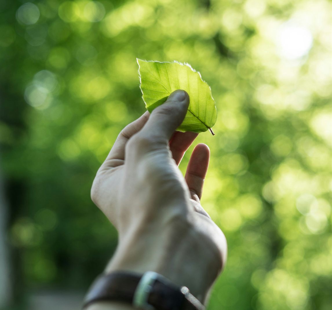 Une main tenant une feuille de hêtre devant une forêt ensoleillée